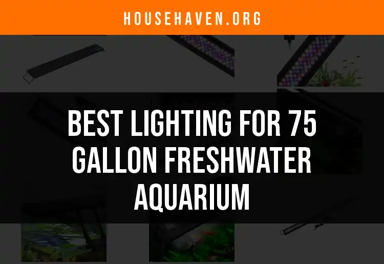 11 Lighting Options for a 75 Gallon Freshwater Aquarium